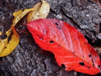 Autumn colours PA244622